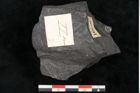 Foto (Detailansicht) von Asplenium hochstetteri Unger (NHMW-GEO-2024-0188-10301)